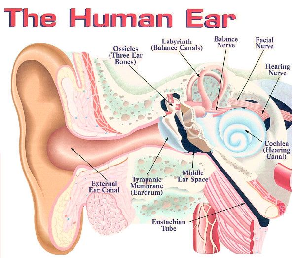 ear