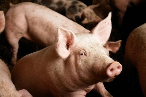 Pig in Islam - Farooq Kperogi article